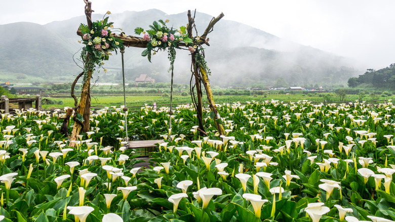 Calla lilies garden swing