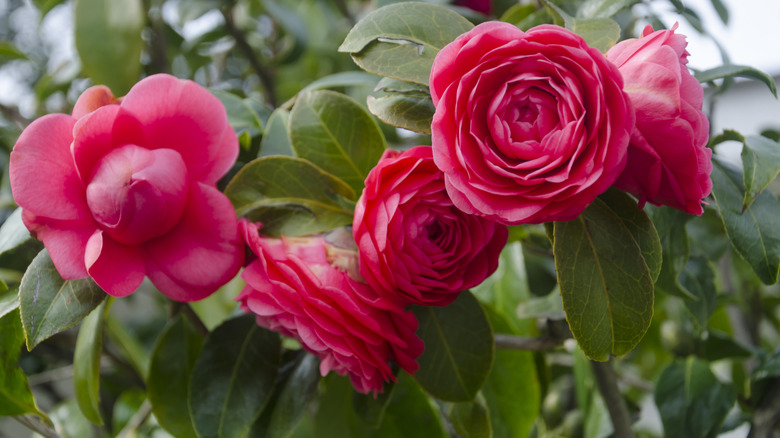 red camellia flowers