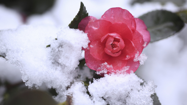 camellia flower surrounded by snow