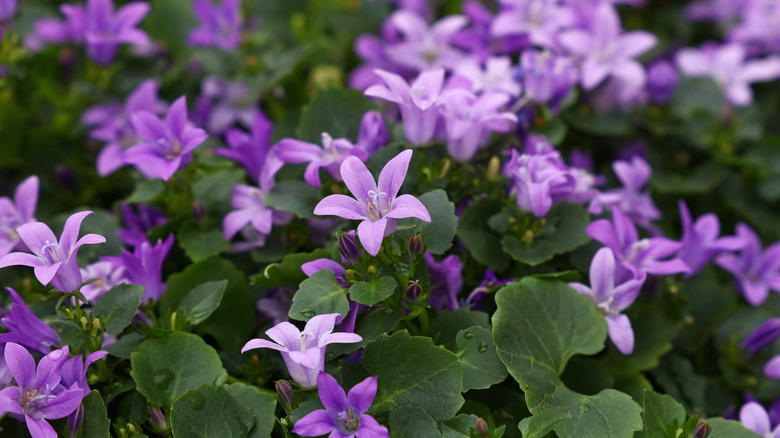 Purple bellflowers in garden