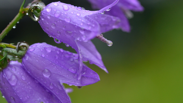 blue bellflower with raindrops