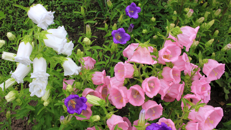 white, blue, and pink bellflowers
