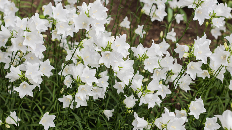 Group of white bellflowers