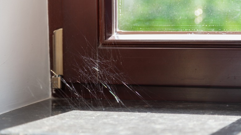 spider web in corner of room