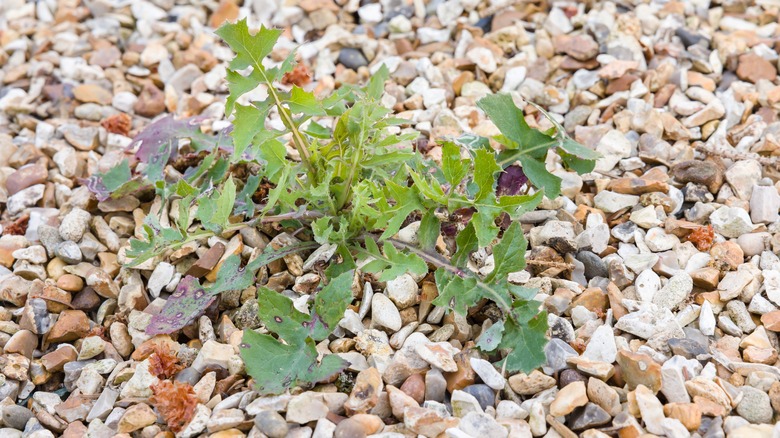 A weed sits in the middle of gravel pebbles