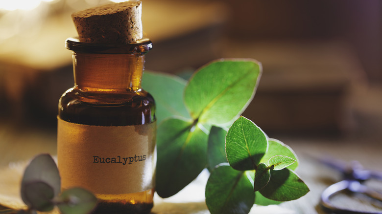 Close-up of eucalyptus oil