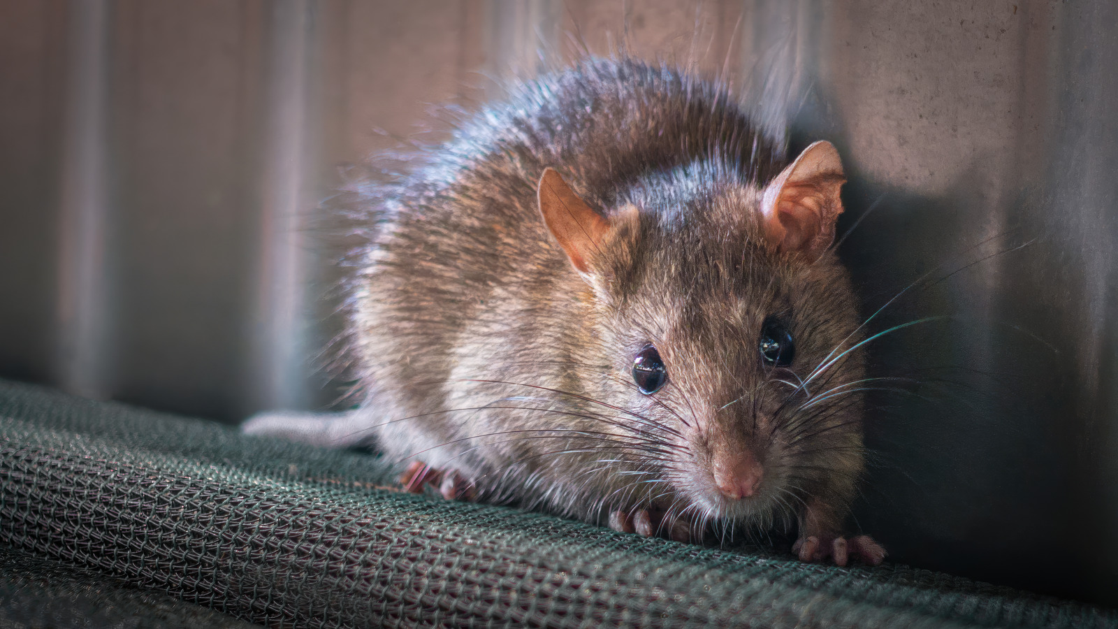 Can AlkaSeltzer Actually Help Get Rid Of Pesky Rodents?