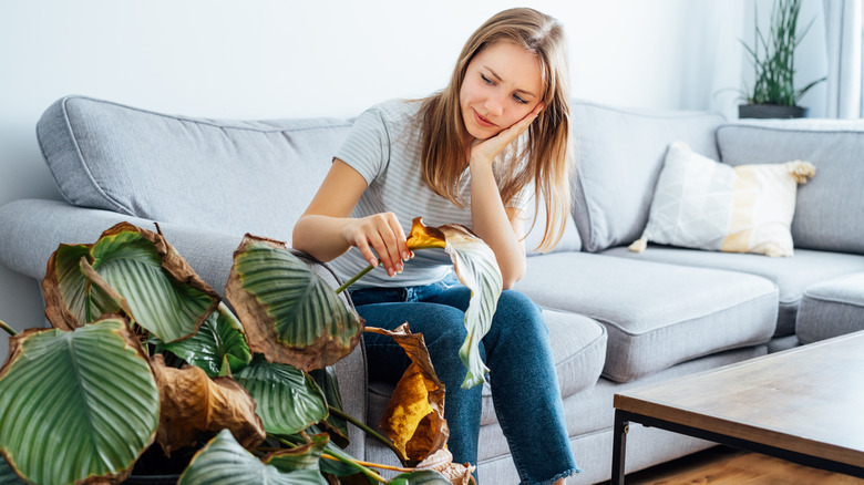 Woman examines dying houseplant