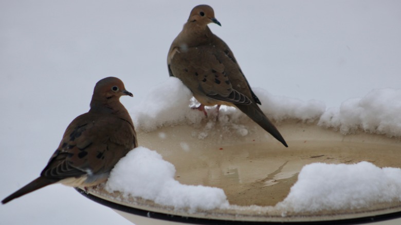birds perched on heated bath