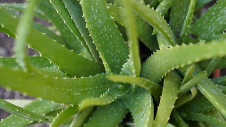 green aloe vera plant