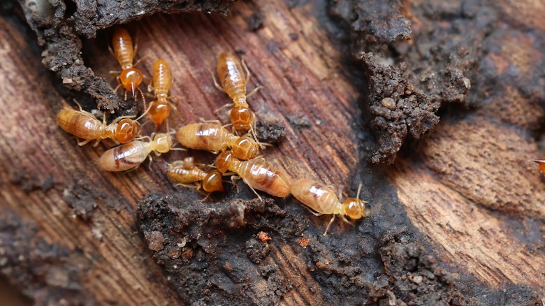 termites on piece of wood