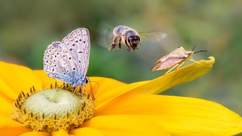 Pollinators in the garden