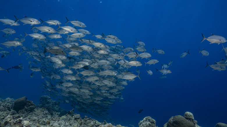 marine animals fish in sea 