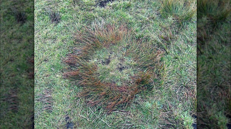 Fairy ring in grass