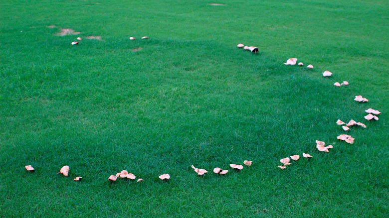 Fairy ring of mushrooms