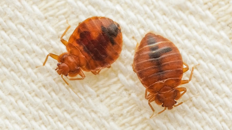 bed bugs on a blanket