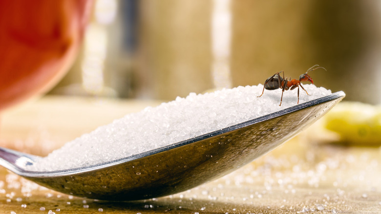 ant on spoon