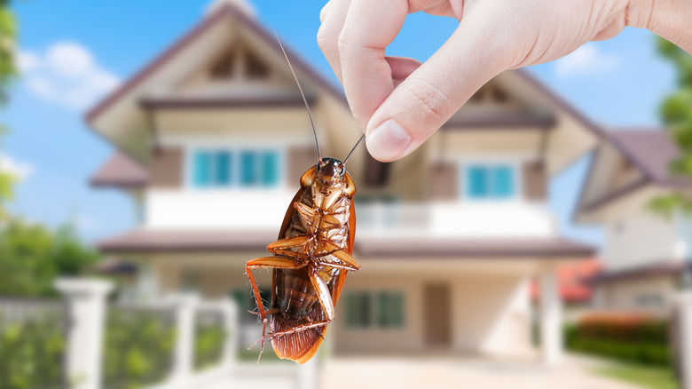 holding a cockroach 