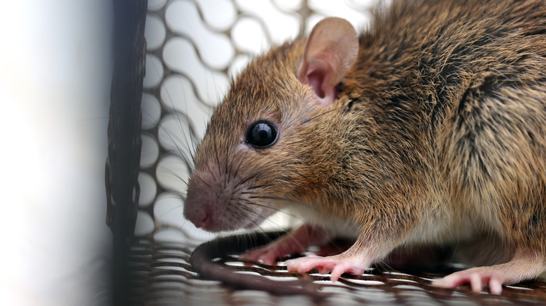 closeup of rat