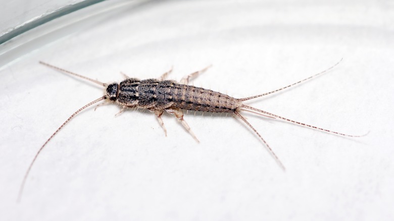 closeup of silverfish