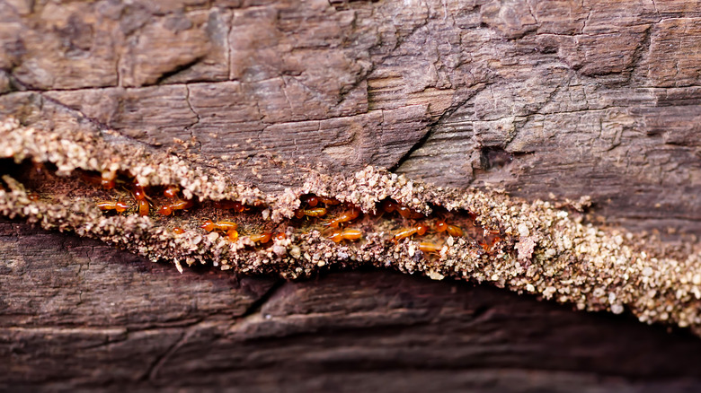 termite burrow