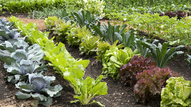 Rows of plants in a garden