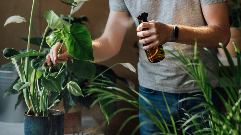 Spraying house plant with cinnamon