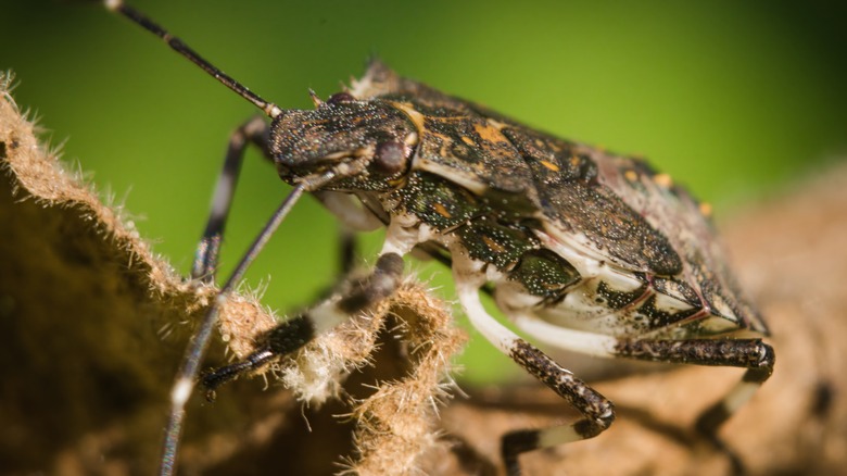 Upclose view of stink bug