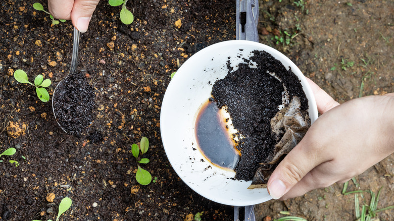 sprinkling coffee grounds on soil