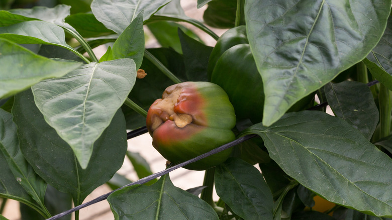 Rotting pepper fruits