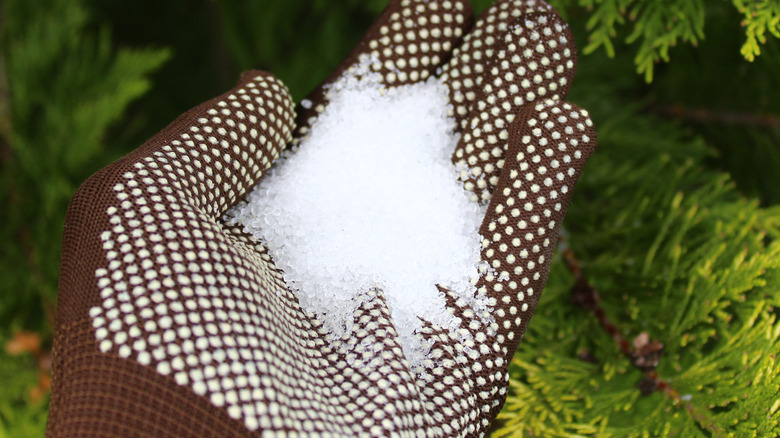 hand glove holding Epsom salt