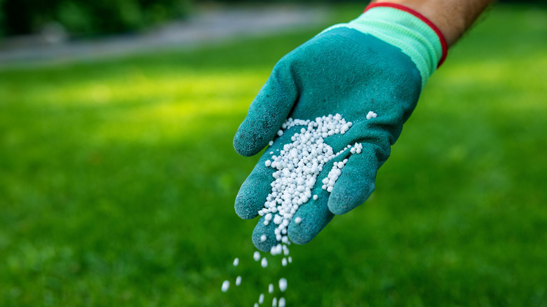 A gloved-hand dropping fertilizer on a lawn