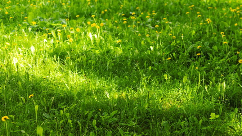 A lawn with weeds over-growing it