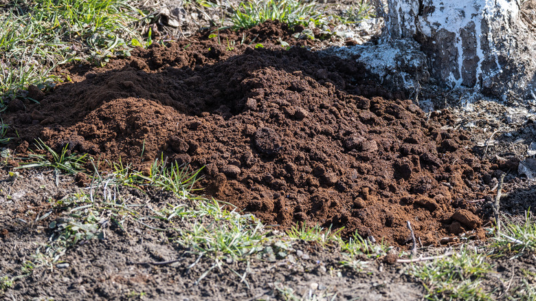 coffee grounds used as fertilizer for tree