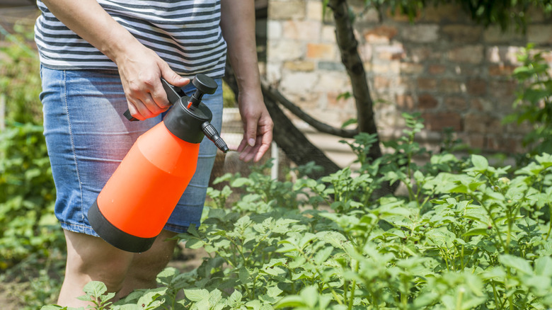 Woman spraying garden