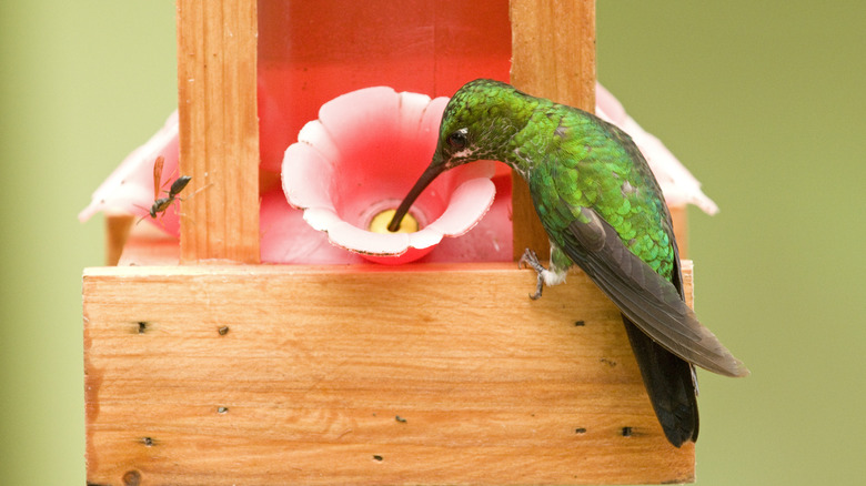 A hummingbird drinks nectar