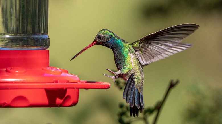 A hummingbird flies towards a feeder