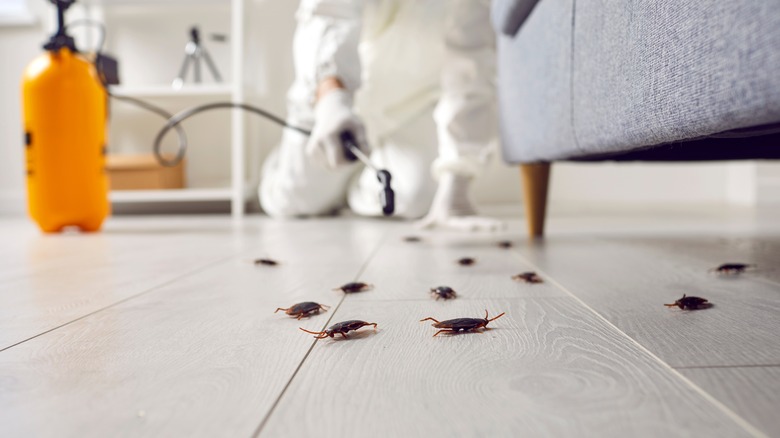 cockroaches on floor