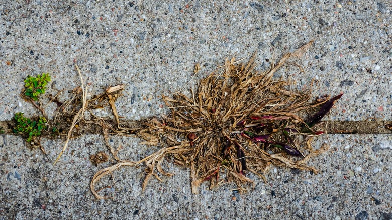 Dead weeds in driveway 