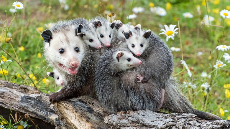 Opossum mother carrying joeys