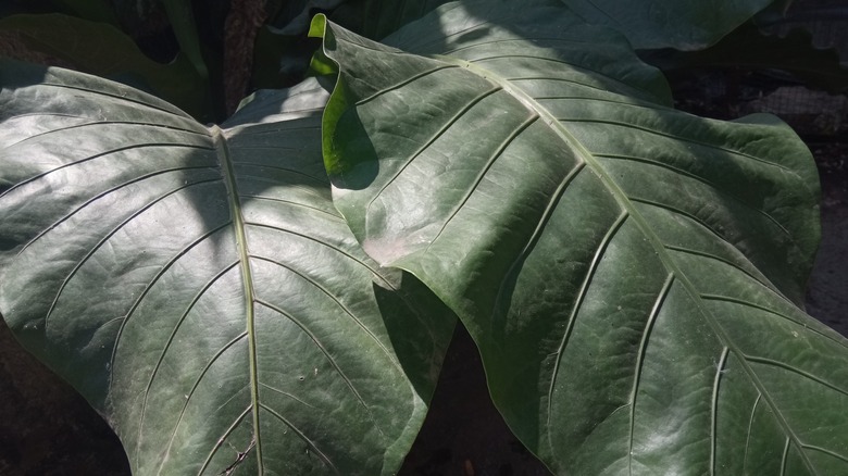 dusty houseplant leaves