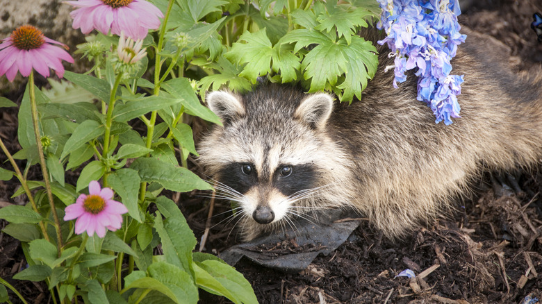 Raccoon in garden