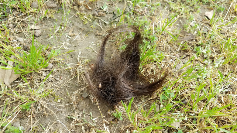 Hair clippings in grass