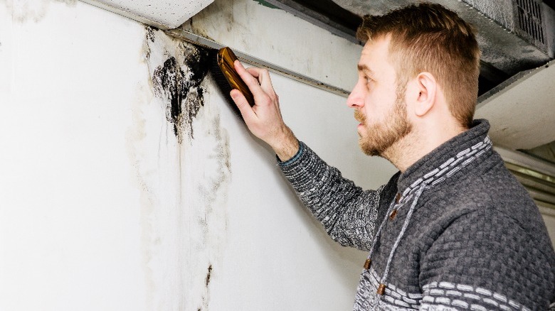 Man brushing black mold from wall