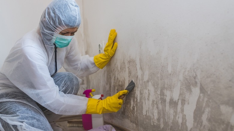 Professional cleaner removing mold