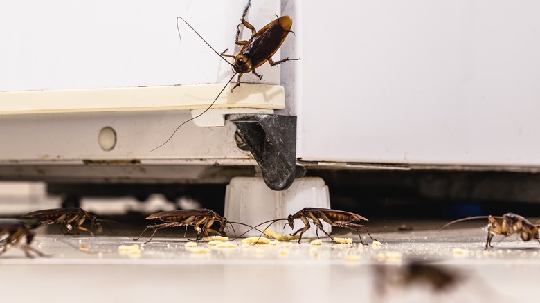 An infestation of cockroaches in kitchen.