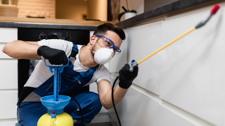 An exterminator treating kitchen surfaces.