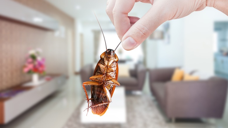 person holding cockroach