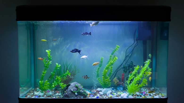 Freestanding home aquarium