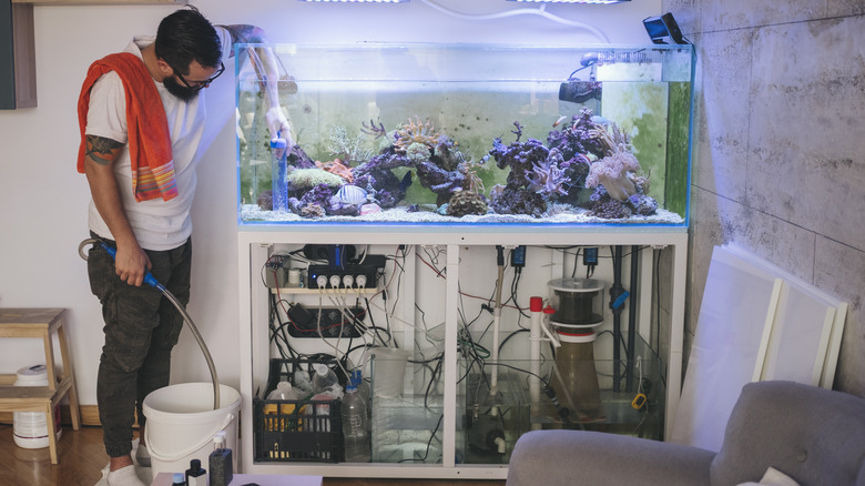 Man cleaning home aquarium